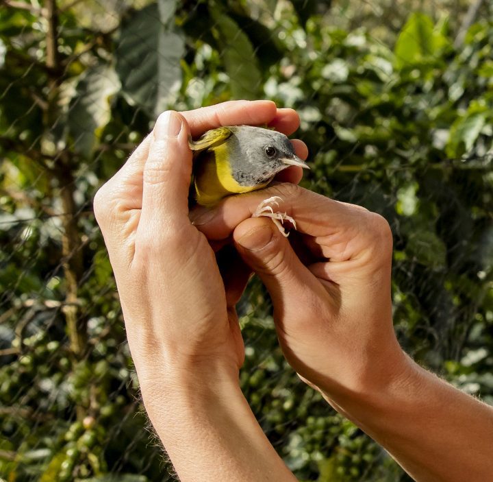 Una reinita enlutada es examinada después de ser atrapada en una red del cafetal. “Esta es realmente un ave de café”, dice Bayly. “Se mueve entre las plantas de café”.