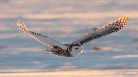 Snowy Owl by Roberta Olenick