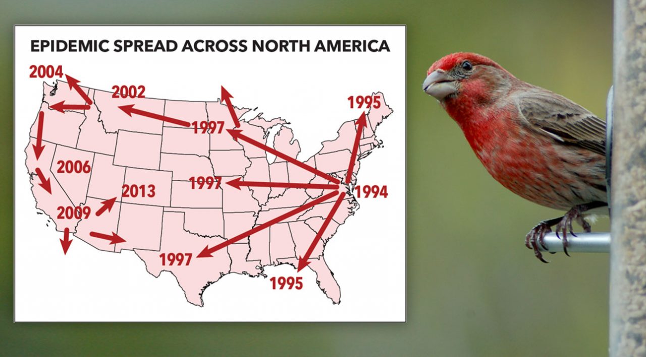 Eye Disease spread map and House Finch