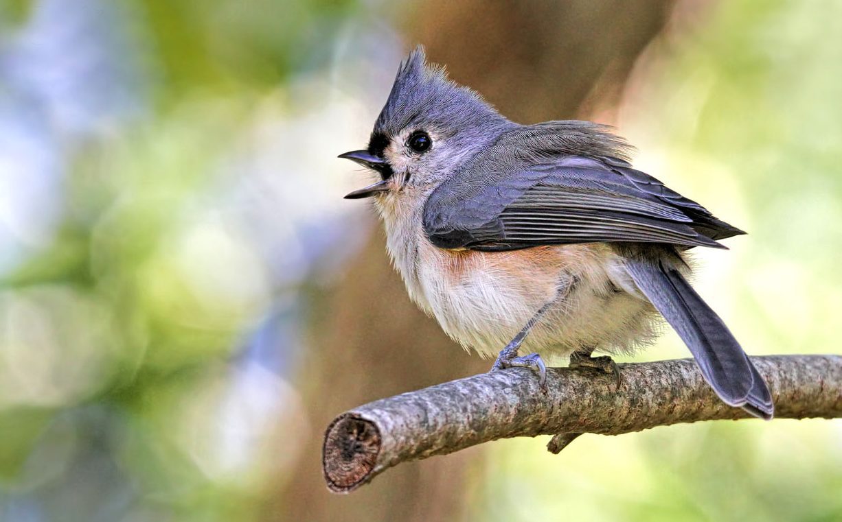 Tutfted Titmouse calling. Photo by Ryan Morrisey via Birdshare.