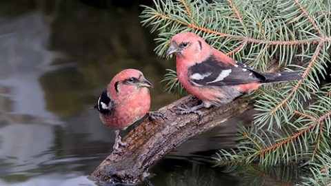 First Place Overall: White-winged Crossbills Nick Saunders, Saskatchewan