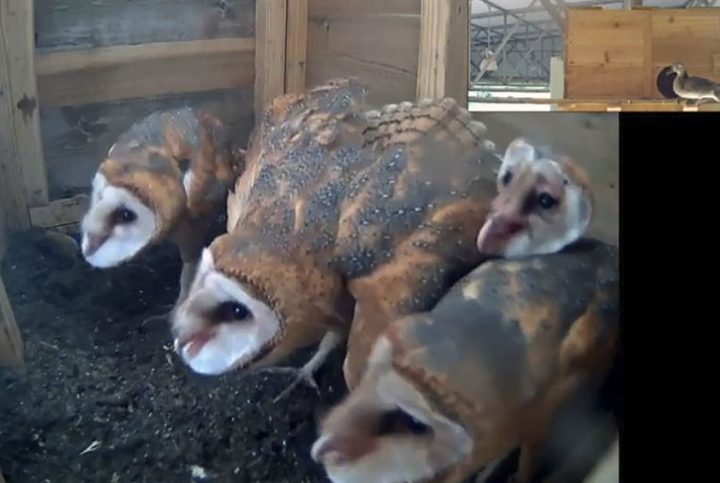 The young Barn Owls respond to a Wood Duck outside their nest box in 2015.