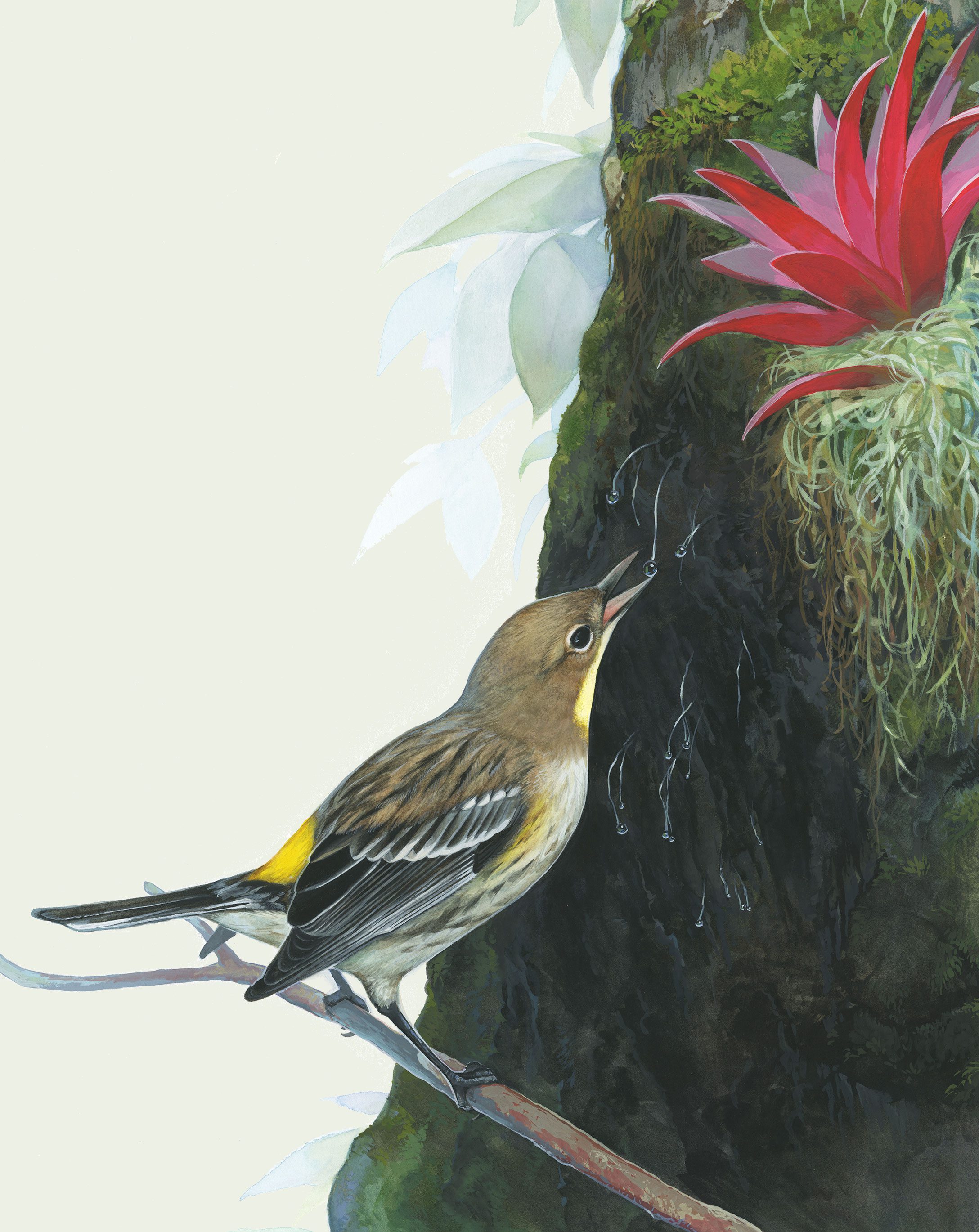 Illustration of Yellow-rumped Warbler by Justine Lee Hirten.