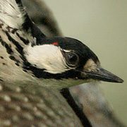 Red-cockaded Woodpecker by Martjan Lammertink