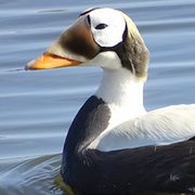 Spectacled Eider by Dena Turner/Macaulay Library