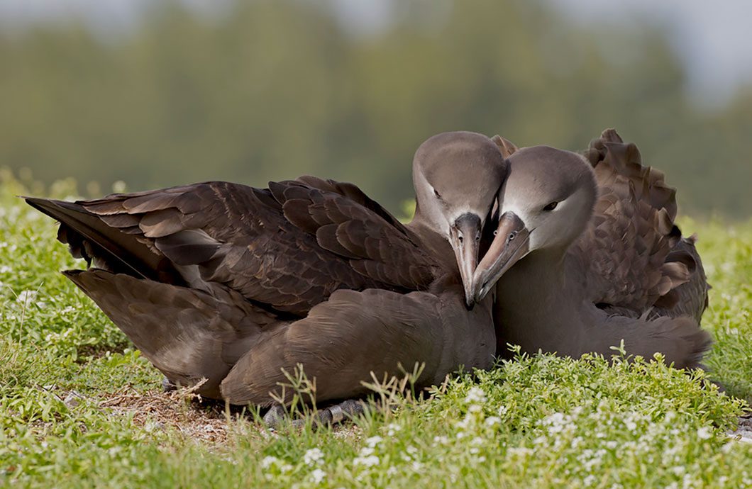 Black-footed Albatross by weedmandan via Birdshare