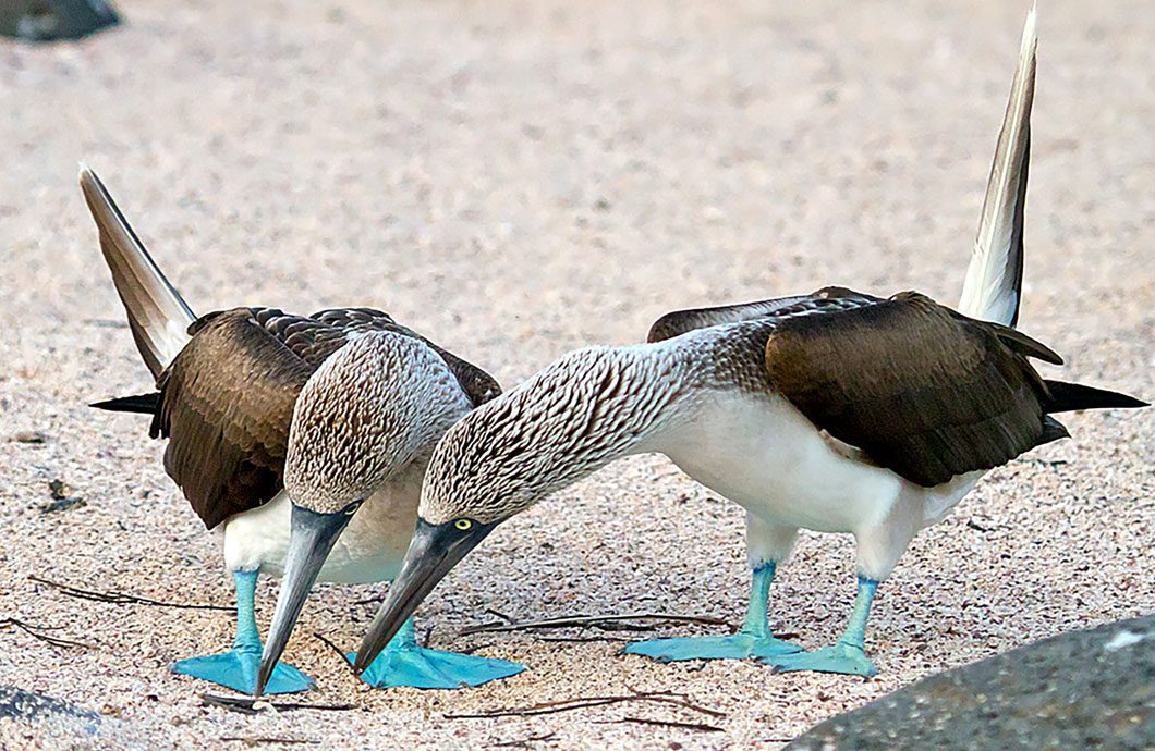 Blue-footed Booby by Lois Manowitz via Birdshare