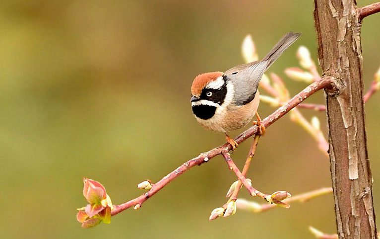 Black-throated Bushtit by Hardik Pala via Birdshare