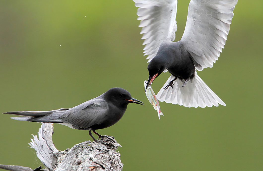 Black Terns by Gary Fairhead via Birdshare
