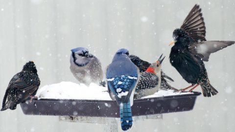 Feeder birds by Carolyn Lehrke via Birdshare. European Starling, red-bellied woodpecker, blue jay