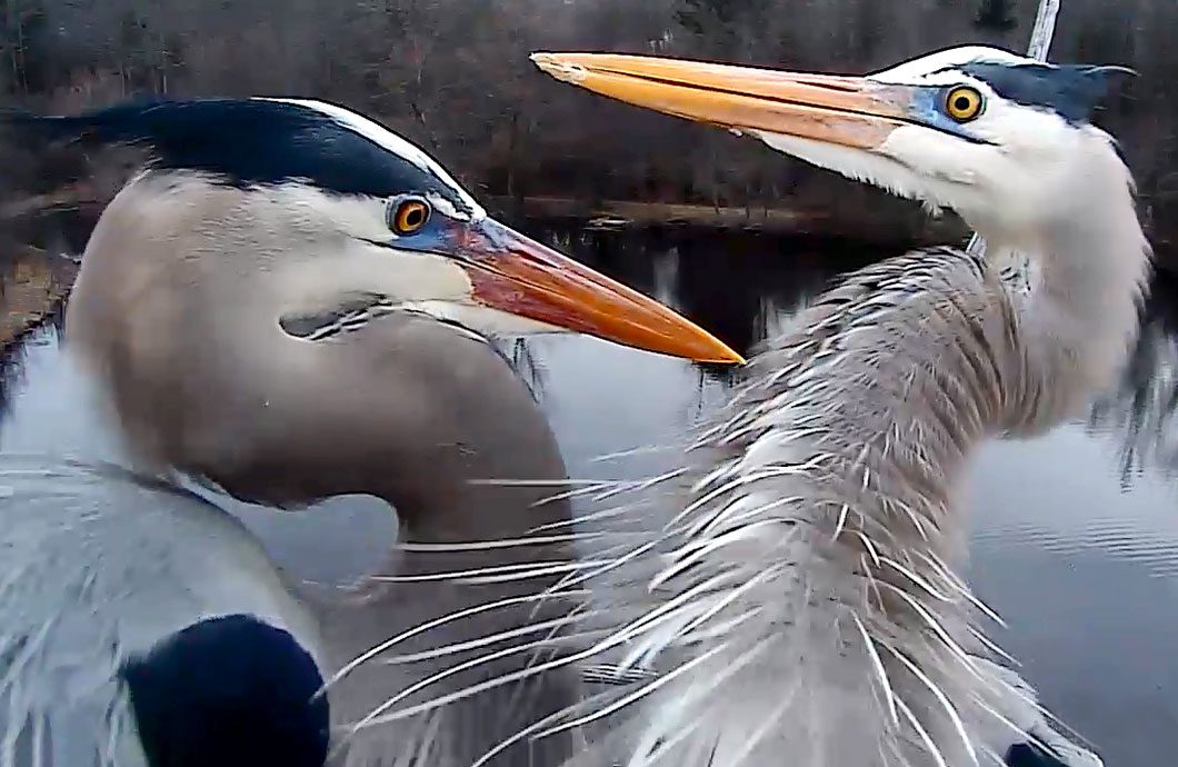 Great Blue Herons on the Cornell Lab