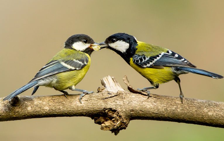 Green-backed Tit. Photo by Aravind V via Birdshare