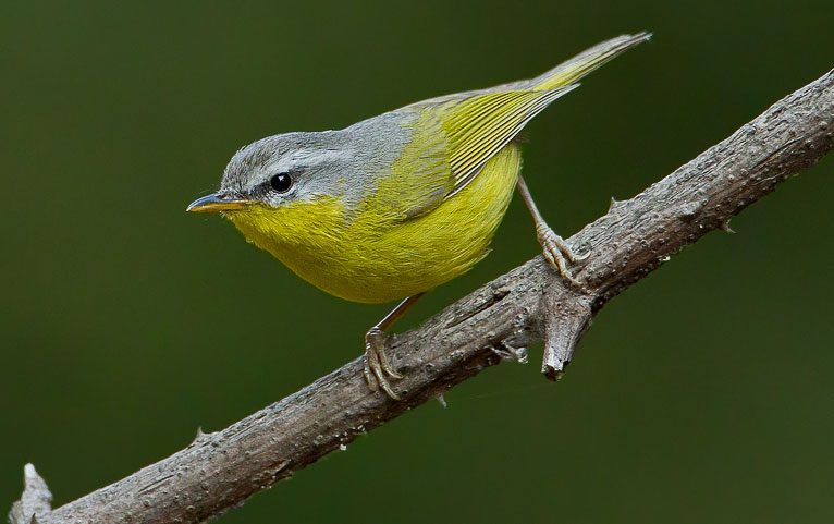 Grey-hooded Warbler by Ganesh Jayaraman via Birdshare