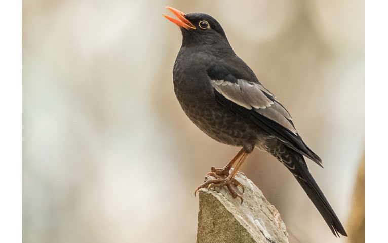 Grey-winged Blackbird by Ram via Birdshare