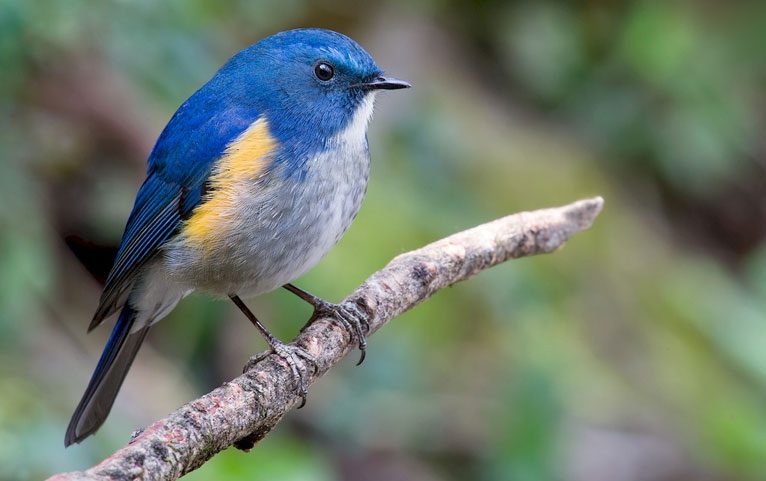 Himalayan Bluetail by Craig Brelsford/Macaulay Library