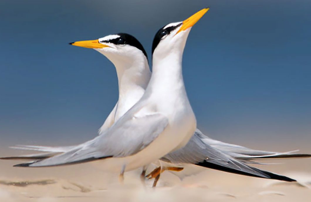 A pair of Least Tern by B.N. Singh via Birdshare
