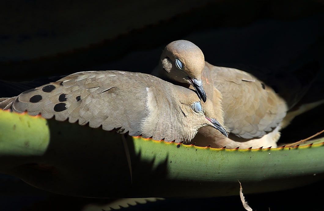 Mourning Doves by Lou Orr via Birdshare