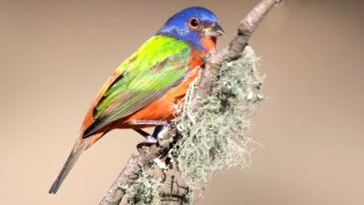 A stunning male Painted Bunting, documented by Bob Howdeshell in Maryville, TN, February 2014.