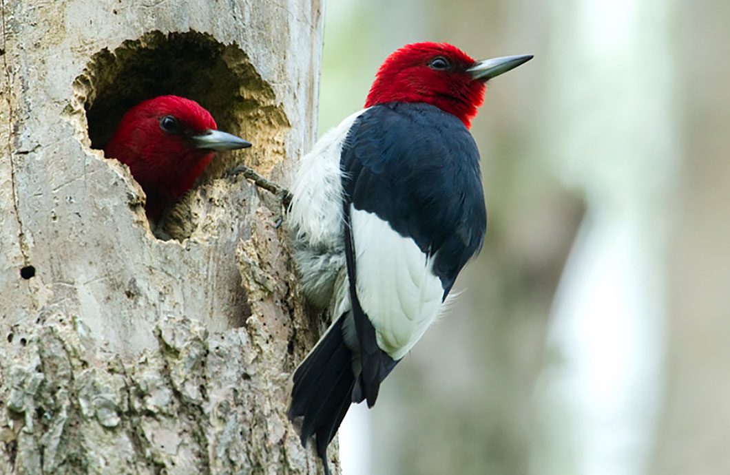 Red-headed Woodpecker by Earl Reinink via Birdshare