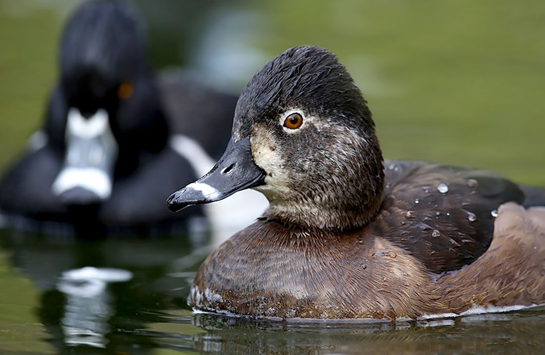 Ring-necked Ducks by Mike Dec via Birdshare