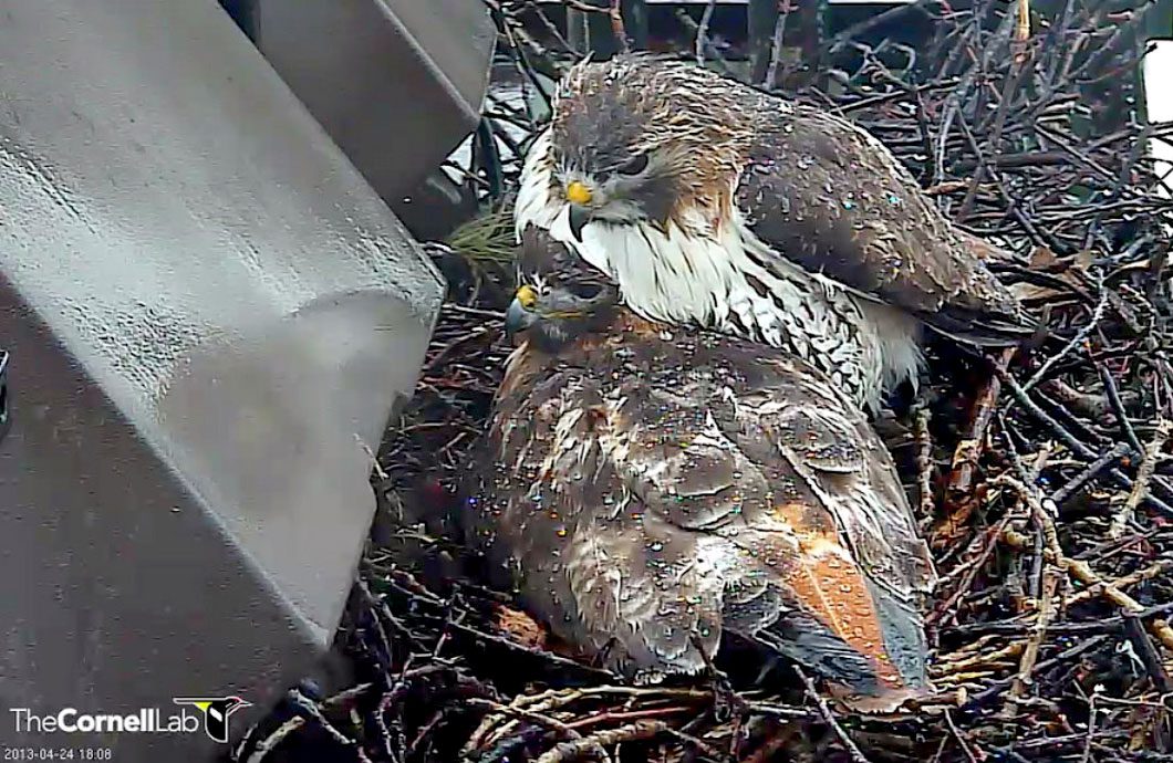 Big Red and Ezra in the rain at Bird Cams