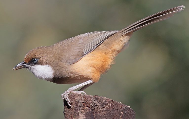 White-throated Laughingtrush by Ganesh Jayaraman