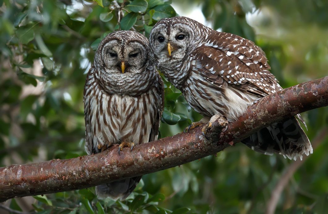 Barred Owls by Rob and Amy Lavoie via Birdshare