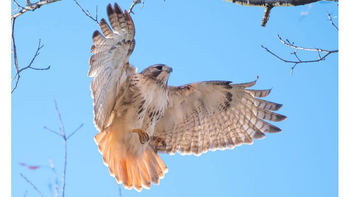 Ezra, male Red-tailed Hawk