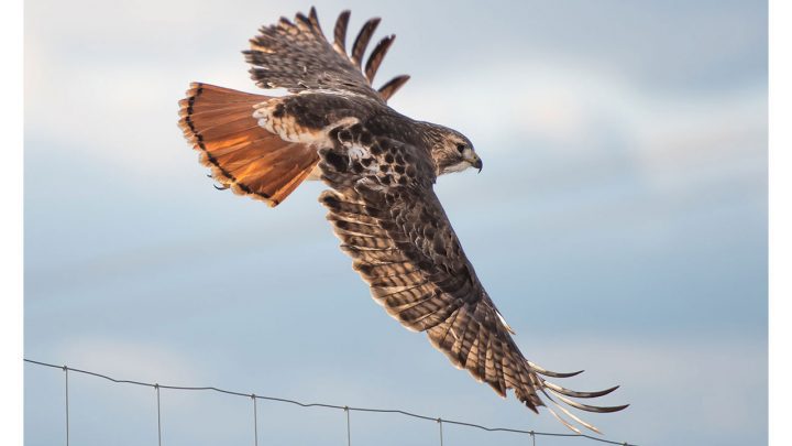 Ezra, male Red-tailed Hawk
