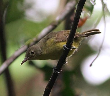 Green-backed Honeyeater by Chris Wiley/Macaulay Library.
