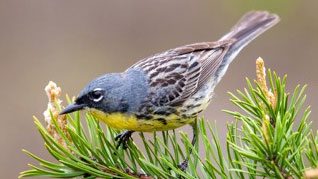Kirtland's Warbler by Nathan W. Cooper.