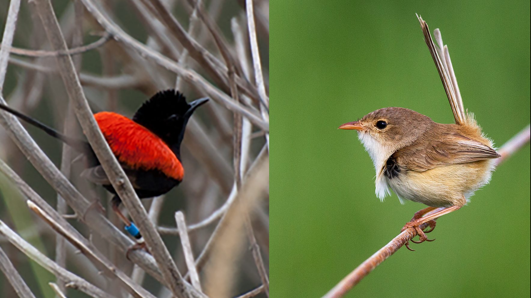 adult male and female-plumaged Red-backed Fairywrens by Gary Knight