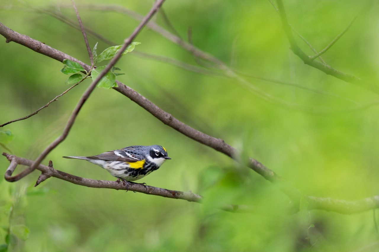 Yellow-rumped Warbler by Ray Hennessy