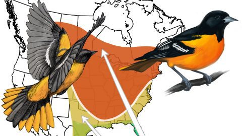 Baltimore Oriole migration illustration by Virginia Greene