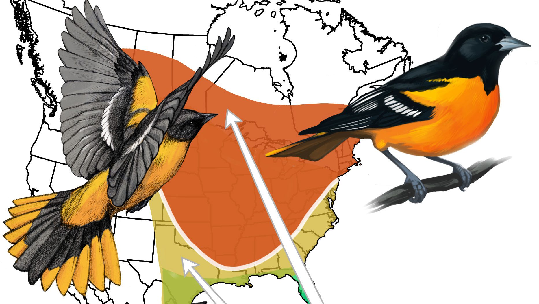 The Evolution of Bird Migration | All About Birds All About Birds