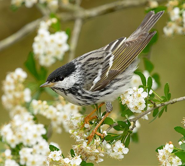 Blackpoll Warbler in a blooming tree in Texas by Alan Murphy/ Minden Pictures