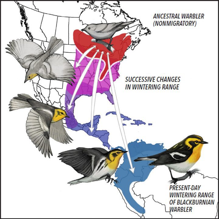Blackburnian Warbler evolution migration map. Illustration by Virginia Greene