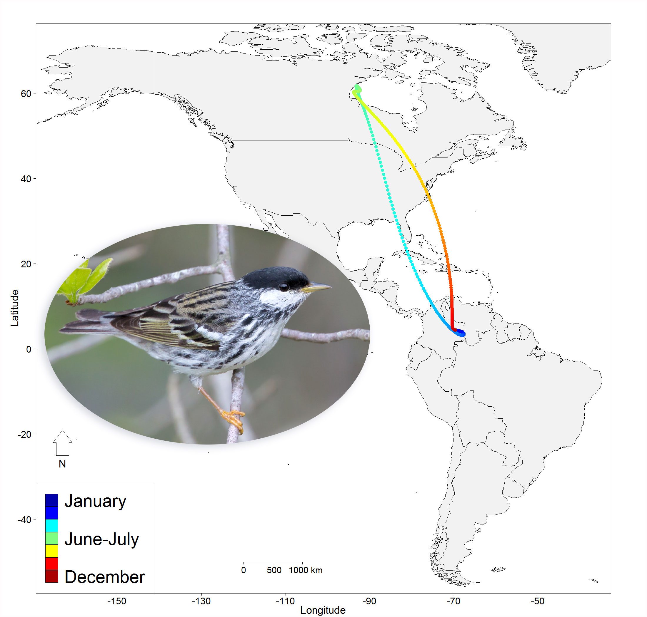 Blackpoll Warblers follow a clockwise loop in fall and spring migration. Photo by tfells via Birdshare