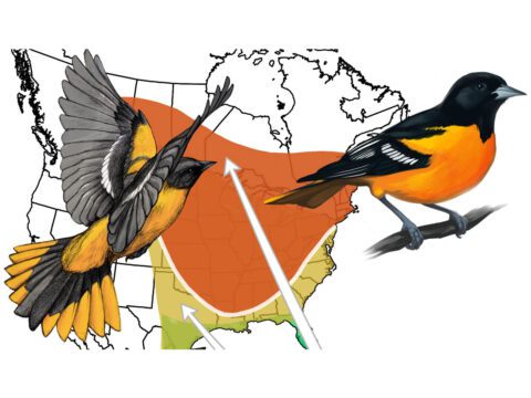 Illustration of orange and black birds and map illustrating their migration north.