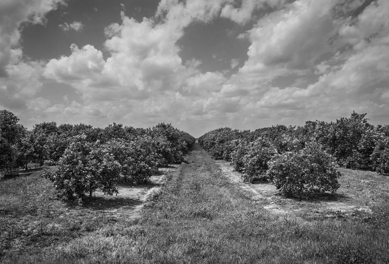 Citrus groves. By Dustin Angell