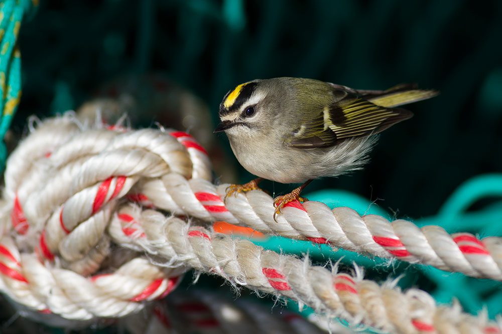 A Golden-crowned Kinglet makes a migratory stopover aboard a ship in the Atlantic Ocean. Photo by Tom Johnson.