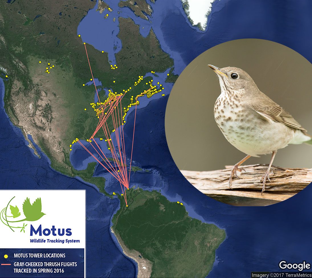 Motus tracking of Gray-cheeked Thrush. Map courtesy of Bird Studies Canada, Environment and Climate Change Canada, Selva Colombia, and Universidad de los Andes Colombia. Photo of Gray-cheeked Thrush by Robert Visconti.