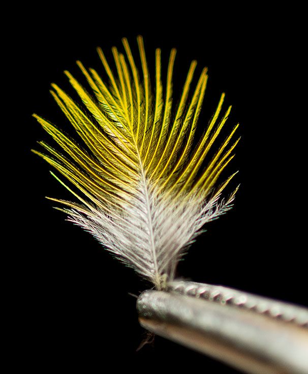 Golden-winged Warbler feather photo by Robyn Wishna