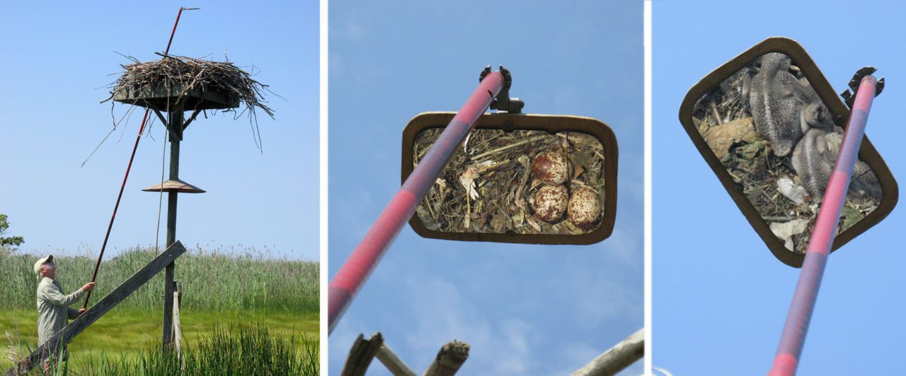 Spitzer uses a mirror attached to a telescopic pole to check on Osprey nests (left). Back in the 1960s, he would often see collapsed eggs in the mirror’s reflection. Today he typically sees healthy eggs (middle) or nestlings (right). Photos by Anne Semmes.
