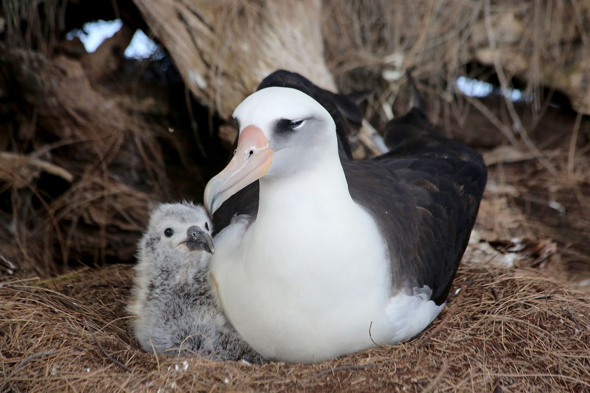 Laysan Albatross parent and chick by Hob Osterlund