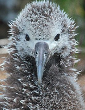 Laysan Albatross chick by Hob Osterlund