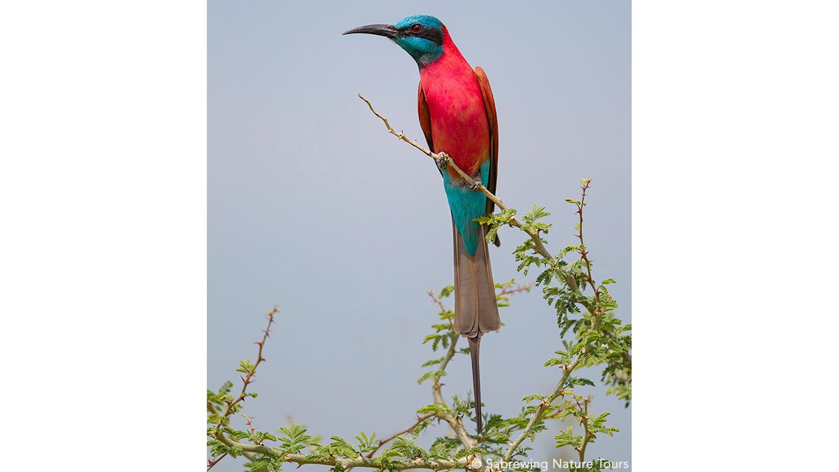 Northern Carmine Bee-eater by Brian Zweibel