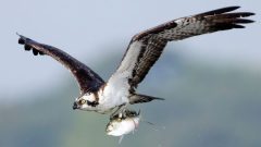 Osprey Identification, All About Birds, Cornell Lab of Ornithology