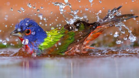 Painted Bunting by Gary Kramer