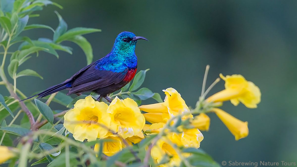 Red-chested Sunbird by Brian Zweibel
